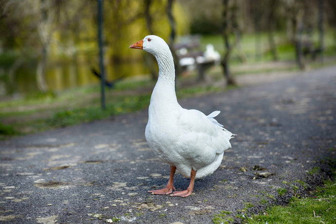 Who is looking after the goose?